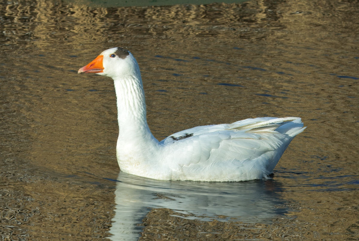 Witte gans